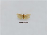 藏品(淡白凹苔蛾)的圖片